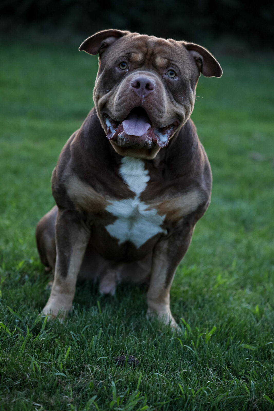Boyka 1