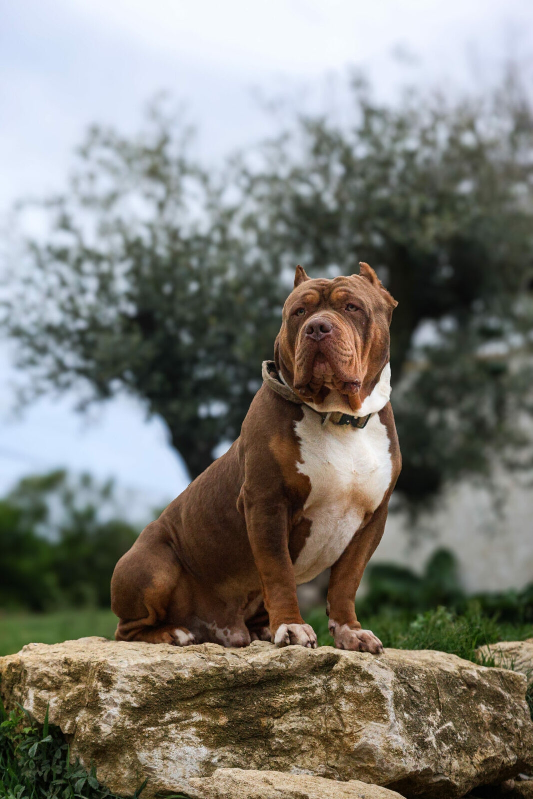 American Bully adulte très musclé