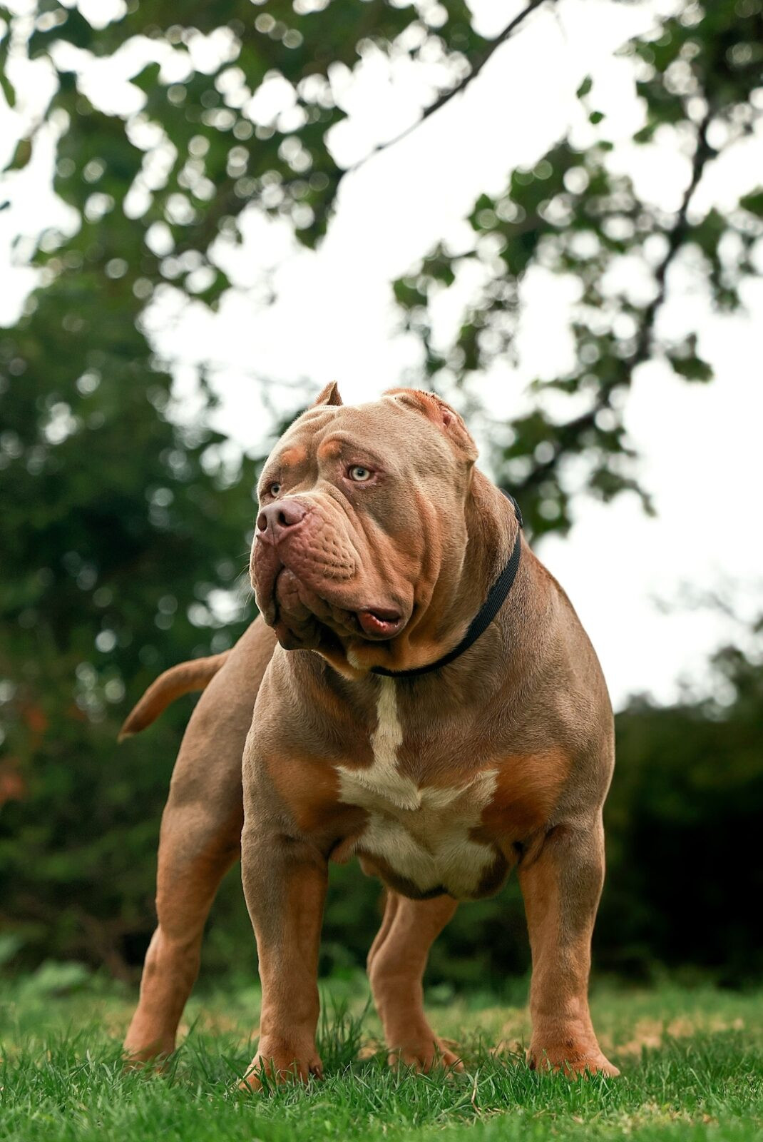 Royal's Bully Tank
