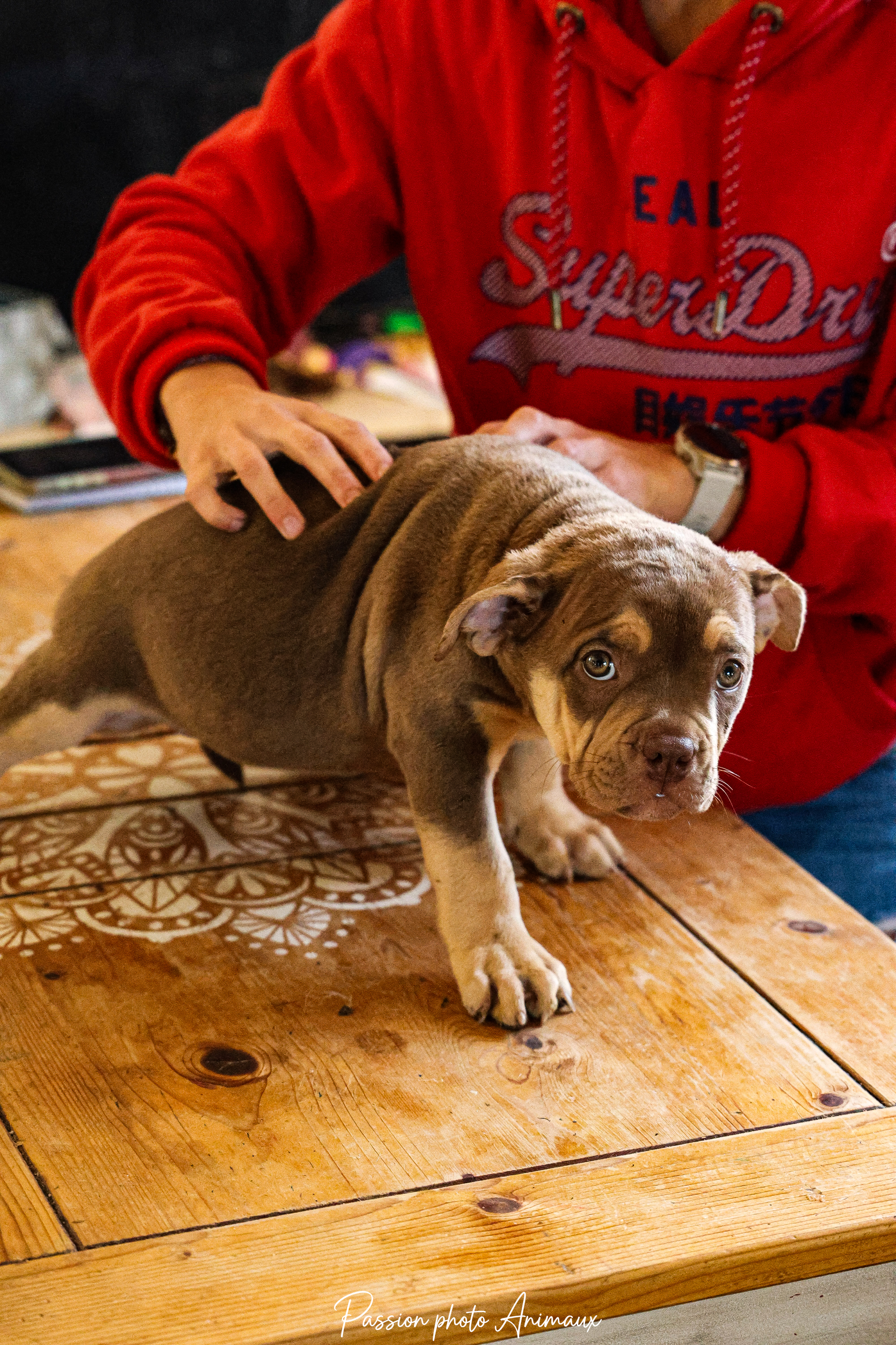 Chiots World of Bully
