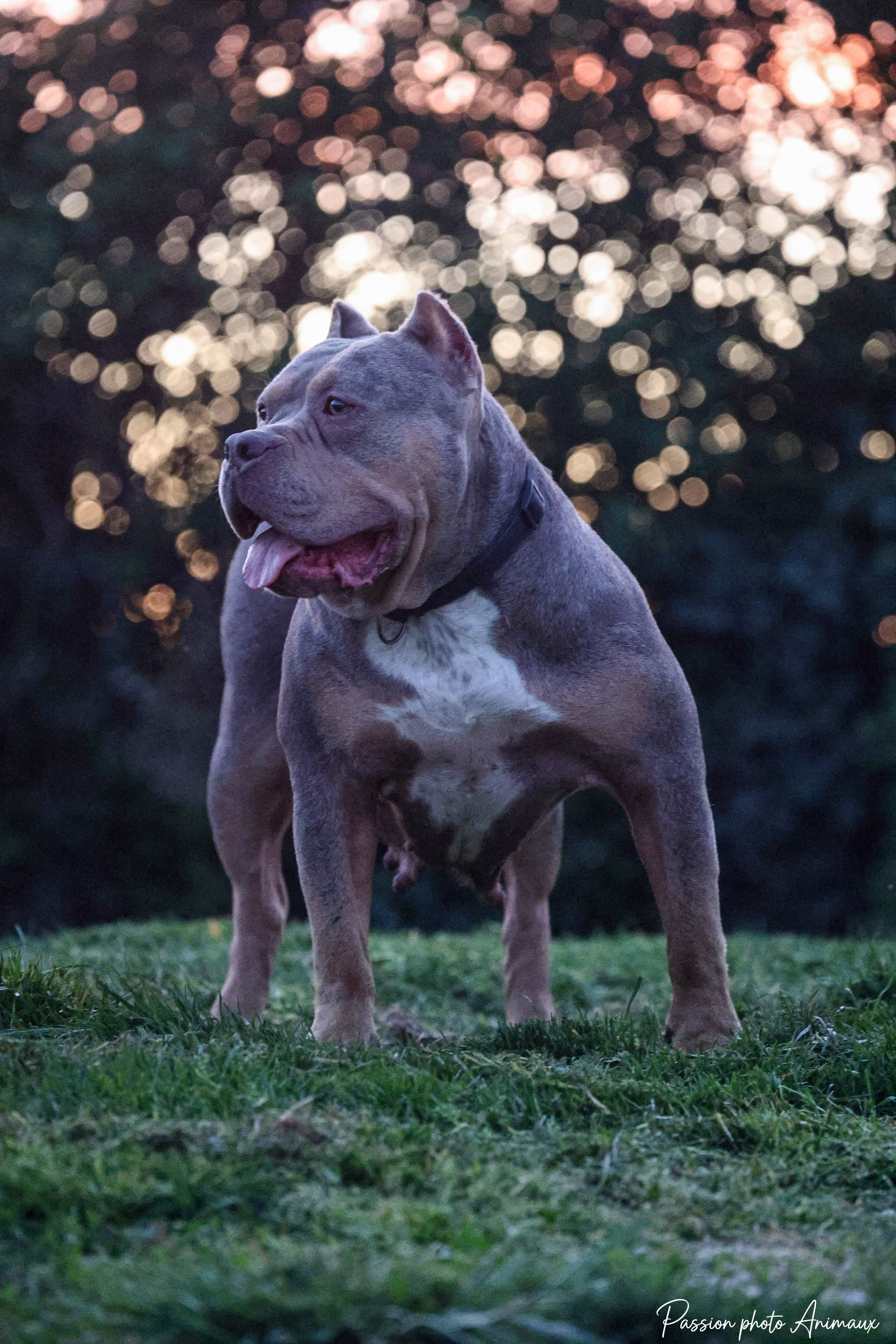 Socialisation du chiot American Bully